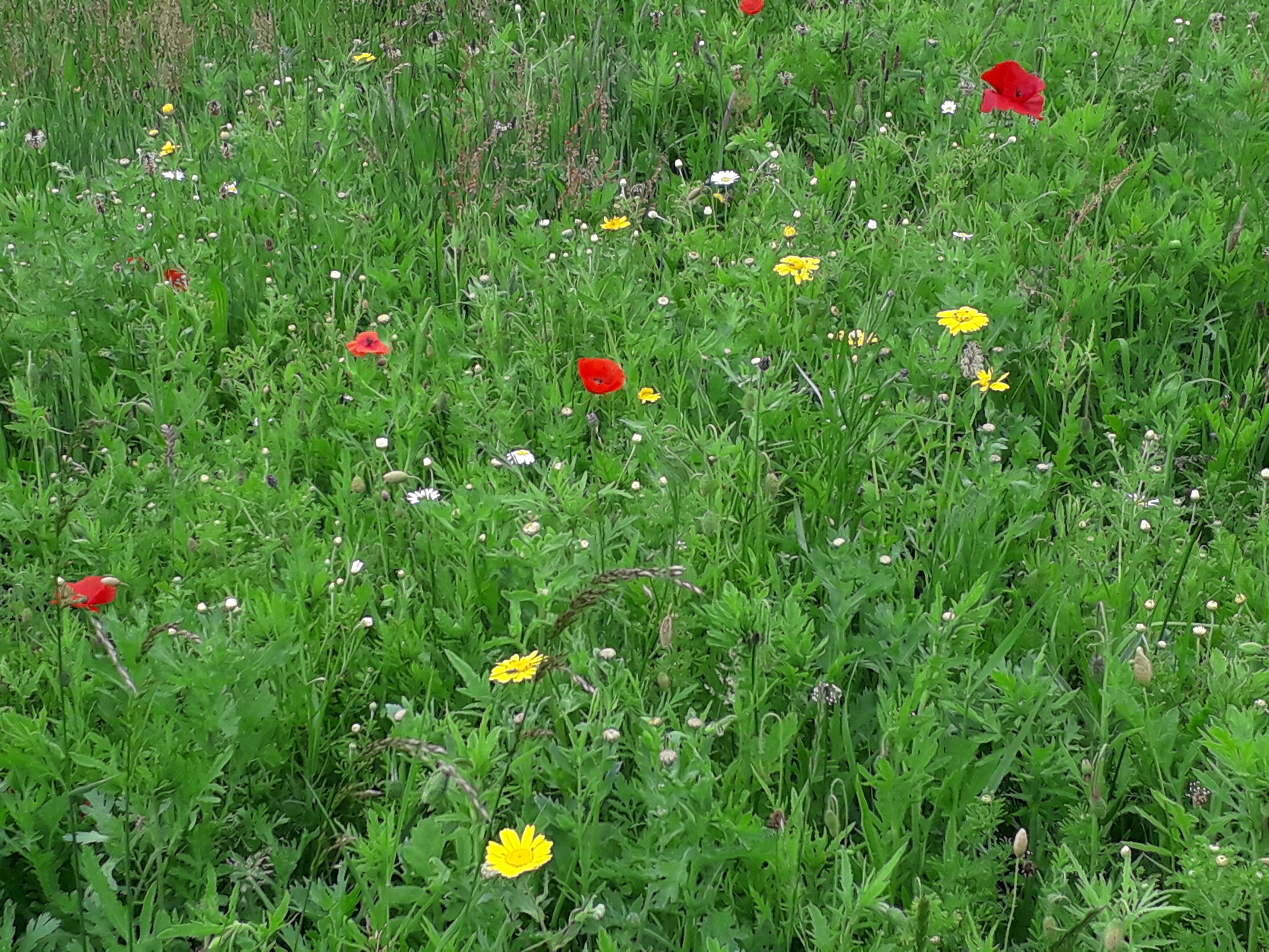 West Hoe Meadow, Natural Burial Site